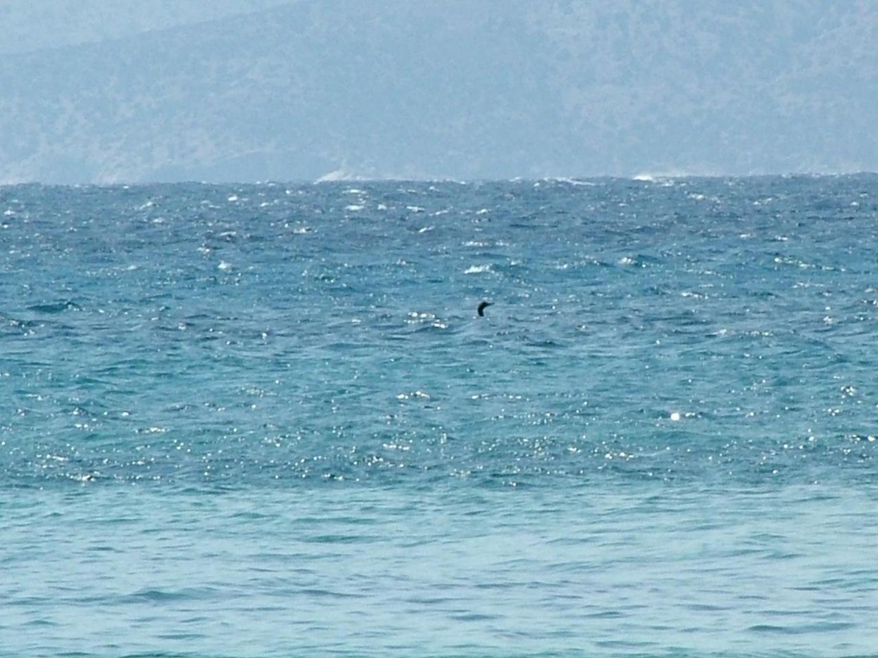 Coralina * Korithion